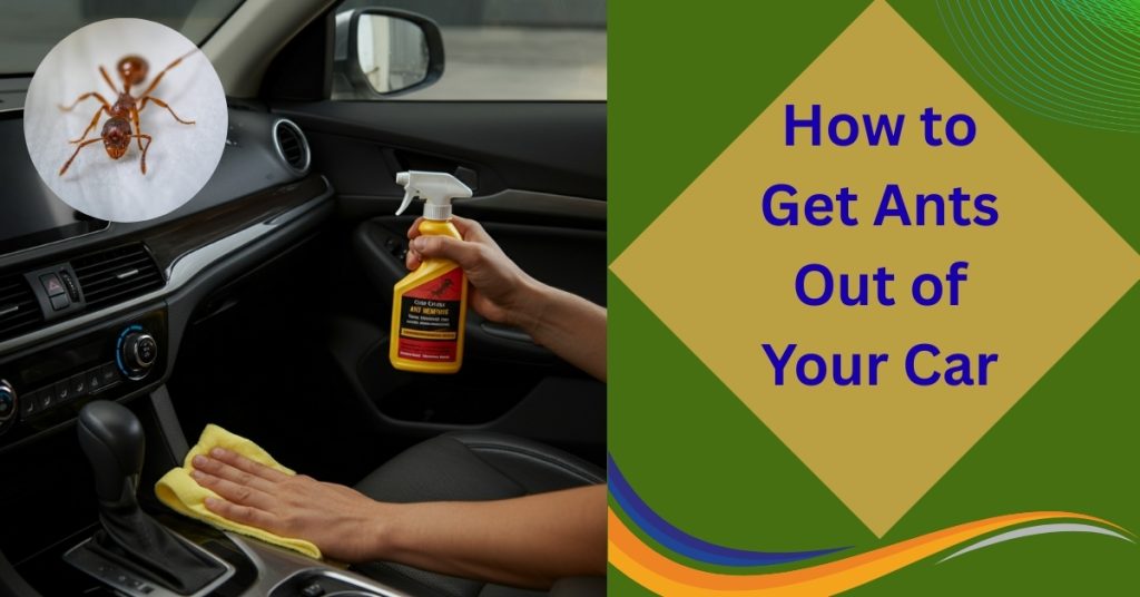 How to Get Ants Out of Your Car